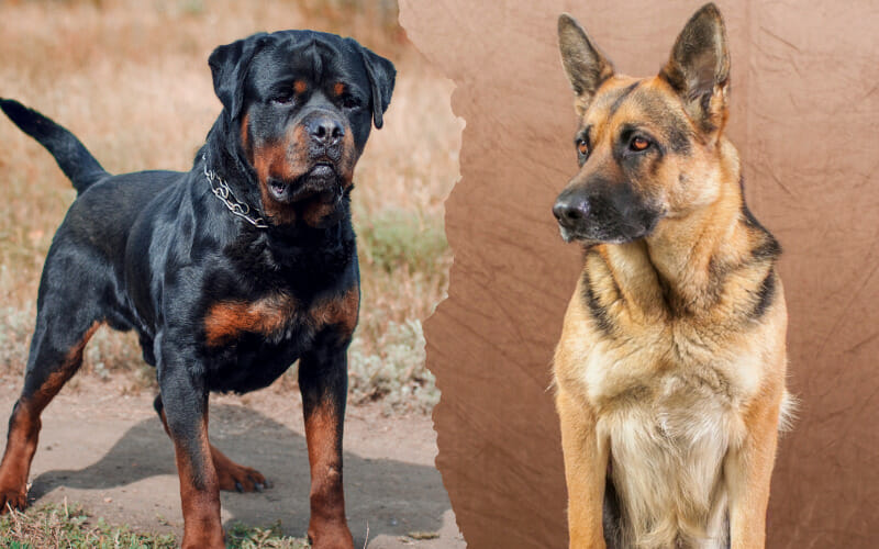 Rottweiler vs. German Shepherd: Breed Differences & Similarities