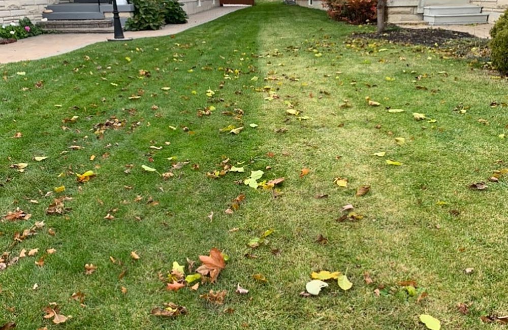 Signs of an Unhealthy Lawn