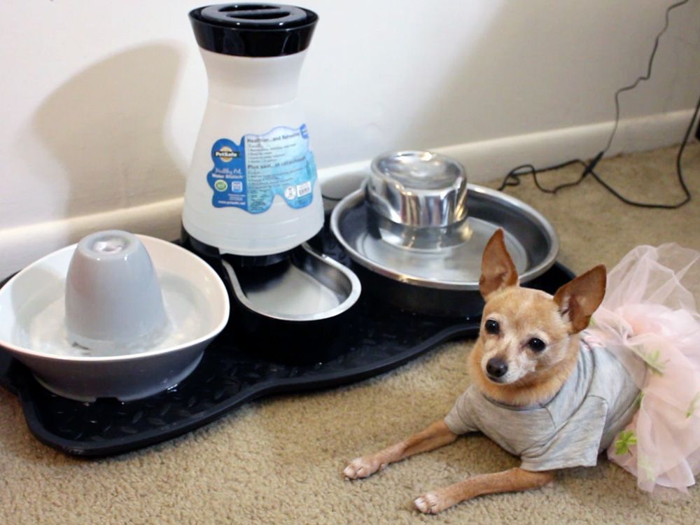 Pet Water Supply Made Easier with Quality Wholesale Pet Fountains