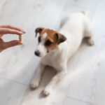 Should you buy supplements for your dog?