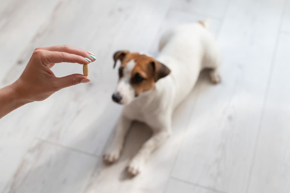 How important are dog supplements?