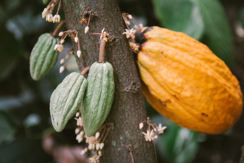 Exploring the Different Sourcing Strategies for Cacao