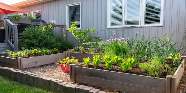 How to Choose the Perfect Location for Your Raised Garden Beds