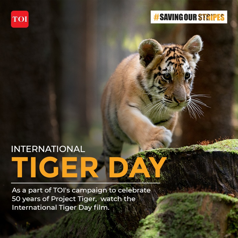 TOI's "Saving Our Stripes" Campaign Roars to Life with “Tiger Film”