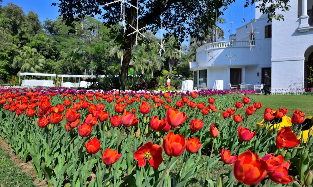 The Netherlands Tulips in India: 60,000 Tulips blooms at the Netherlands Residence