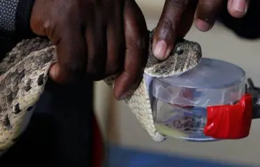 SNAKEBITE AWARENESS: TIMELY & SWIFT ACTION SAVES LIVES