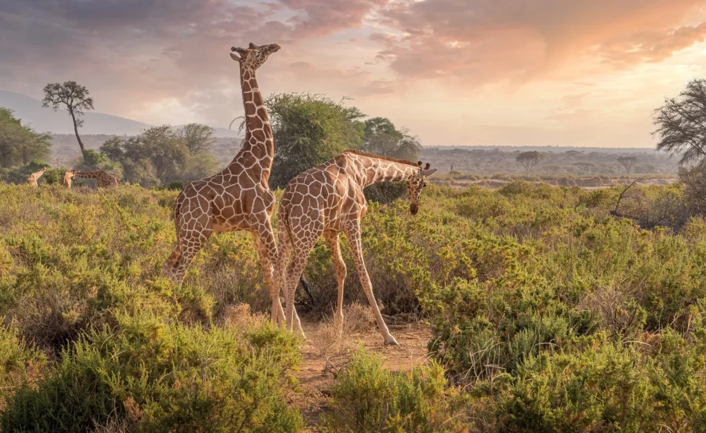 Maasai Mara: Complete Guide to Kenya’s Wildlife Sanctuary and Safari Adventures