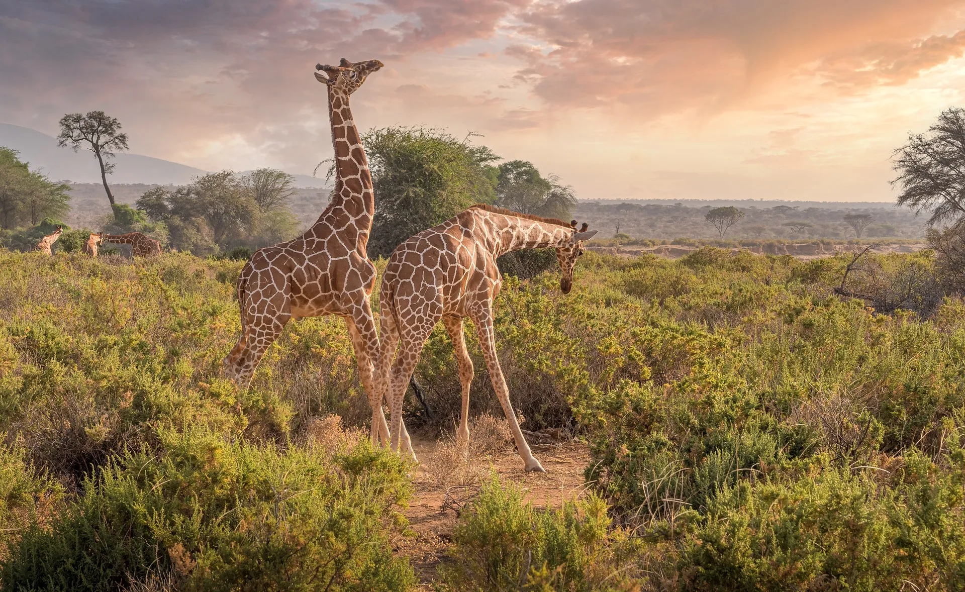 Maasai Mara: Complete Guide to Kenya’s Wildlife Sanctuary and Safari Adventures