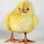 Shaktipeeth Shri Brijeshwari Devi Temple: History, Significance, and Travel Guide