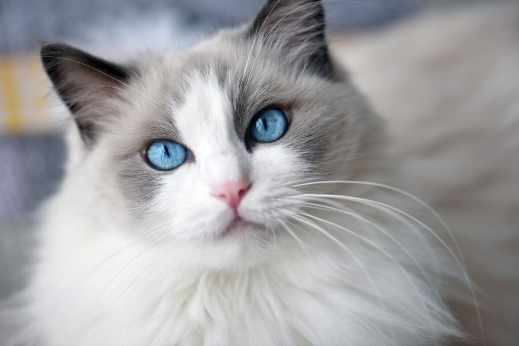 Blue Tabby Cat: A Unique and Gorgeous Breed