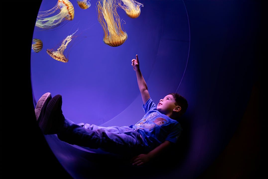 Jellyfish: Wonders of the Ocean's Drifting Jewels in 2025