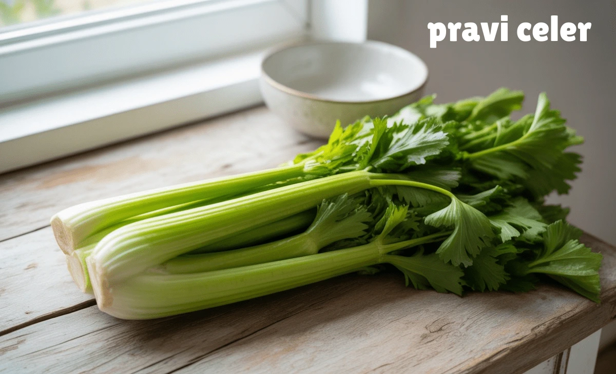 Pravi Celer: Benefits, Uses, and Everyday Tips